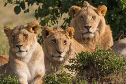 800px-Lions_Family_Portrait_Masai_Mara